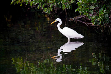 Great white heron on profile