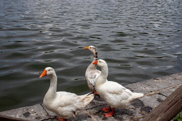 On the shores of the lake, a goose shows its beak with sharp teeth.