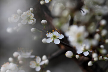 Fruit tree blossoms. Spring beginning background. Bokeh.