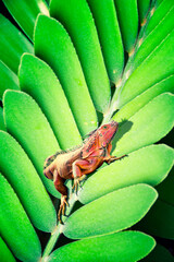 Iguana on Leaf