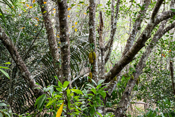 Young jack fruit on the tree