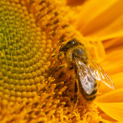 Sunflower with bees covered in pollen.
