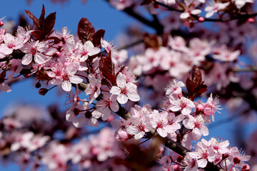 Fruit tree blossoms. Spring beginning background. Bokeh.