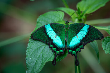 insect macro butterfly closeup wing nature flower green background wildlife © Laura