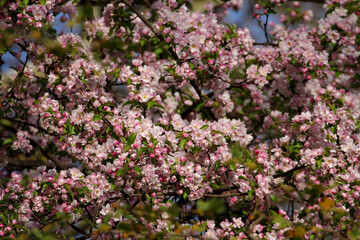 Fruit tree blossoms. Spring beginning background. Bokeh.