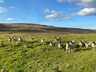 A flock of sheep, high on the hills, near Pen-y-gent, late evening near, Halton Gill, Skipton, UK