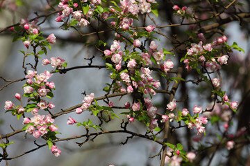 Fruit tree blossoms. Spring beginning background. Bokeh.
