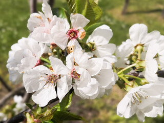 Close-up of a stalk of cherry blossoms in spring	