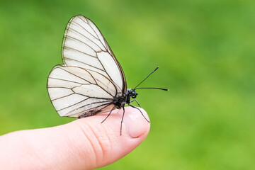 butterfly on finger