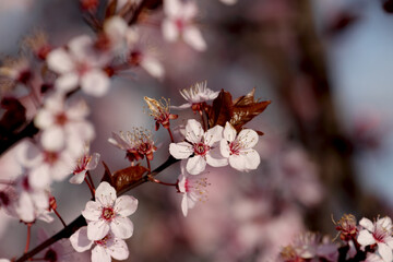 Fruit tree blossoms. Spring beginning background. Bokeh.