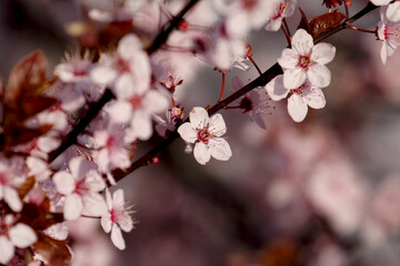 Fruit tree blossoms. Spring beginning background. Bokeh.