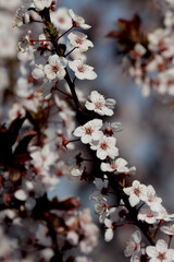 Fruit tree blossoms. Spring beginning background. Bokeh.