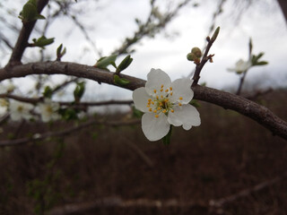 cherry tree blossom