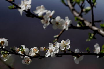 Fruit tree blossoms. Spring beginning background. Bokeh.