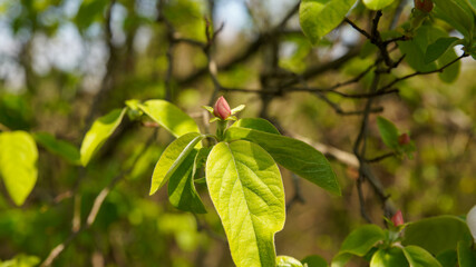 Pretty wild medlar flower, pinkish white at the start of spring	