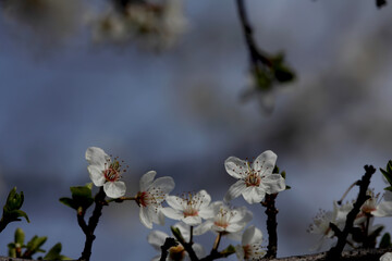Fruit tree blossoms. Spring beginning background. Bokeh.