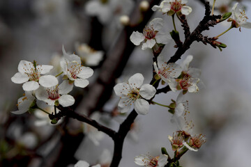 Fruit tree blossoms. Spring beginning background. Bokeh.