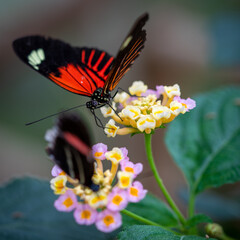 insect macro butterfly closeup wing nature flower green background wildlife