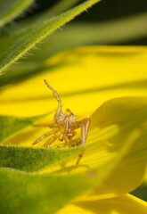 Spider case on a sunflower