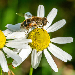 Hoverfly on chamomile flower