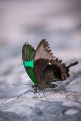 insect macro butterfly closeup wing nature flower green background wildlife