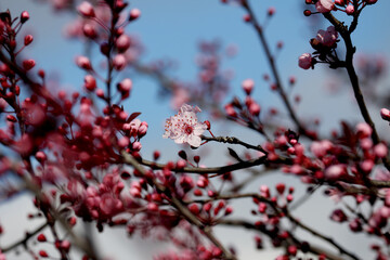 Fruit tree blossoms. Spring beginning background. Bokeh.