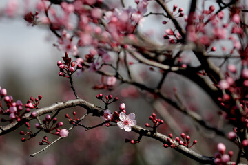 Fruit tree blossoms. Spring beginning background. Bokeh.