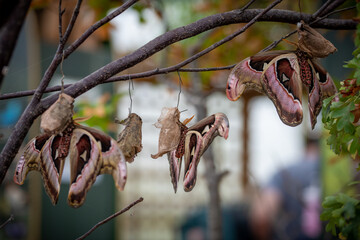 insect macro butterfly closeup wing nature flower green background wildlife