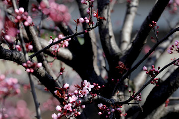 Fruit tree blossoms. Spring beginning background. Bokeh.
