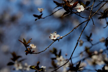 Fruit tree blossoms. Spring beginning background. Bokeh.