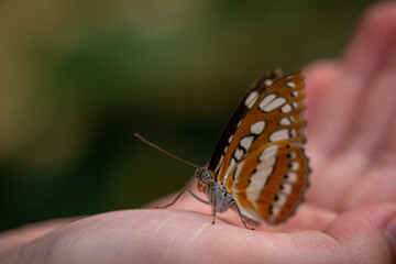 insect macro butterfly closeup wing nature flower green background wildlife