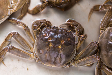 Fresh and delicious crab