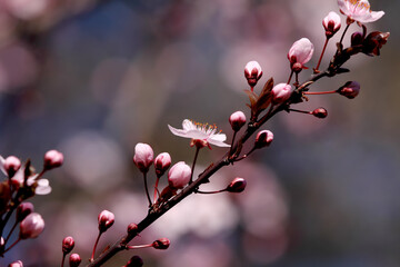 Fruit tree blossoms. Spring beginning background. Bokeh.