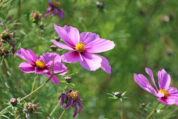 Fototapeta premium Beautiful Flowers in the Park