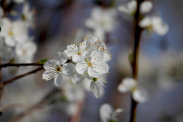 Fruit tree blossoms. Spring beginning background. Bokeh.