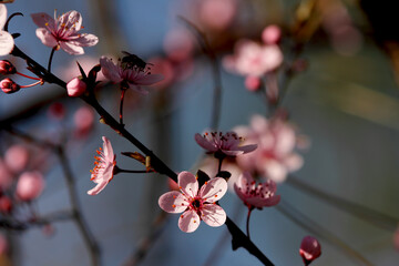 Fruit tree blossoms. Spring beginning background. Bokeh.