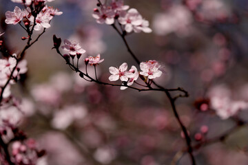 Fruit tree blossoms. Spring beginning background. Bokeh.