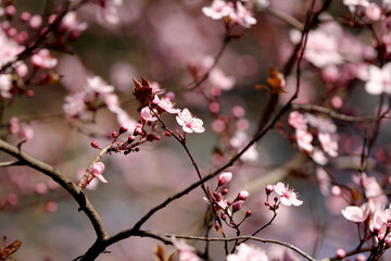 Fruit tree blossoms. Spring beginning background. Bokeh.