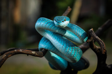 Blue Pit Viper