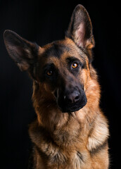 dog face close up, german shepherd dog on black background