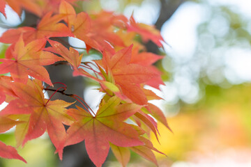 紅葉　秋　葉