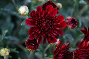 red dahlia flower