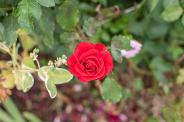 Rote Rose mit Blättern