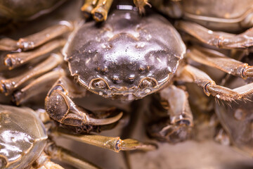 Fresh and delicious crab