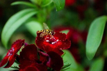 red flower with bee