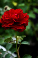 beautiful red rose