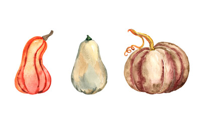 Watercolor pumpkins. 
Fall, autumn, thanksgiving, harvest handdrawn illustration. Isolated on white background. Organic food, healthy vegetarian nutrition. Label, sticker, kitchen decor, menu design