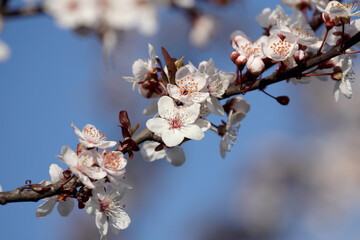 Fruit tree blossoms. Spring beginning background. Bokeh.