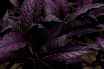 purple and green leaves