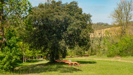 Agricultural machine at the foot of a large tree in a green field	